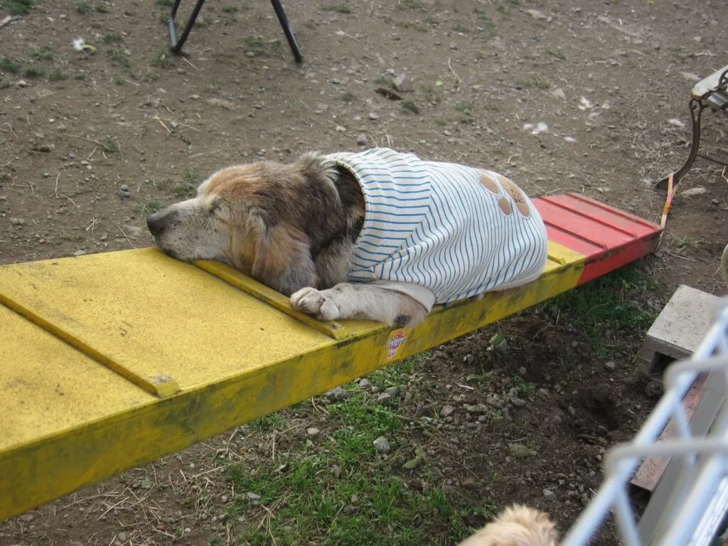 高齢になった犬や猫に起こる変化とは？